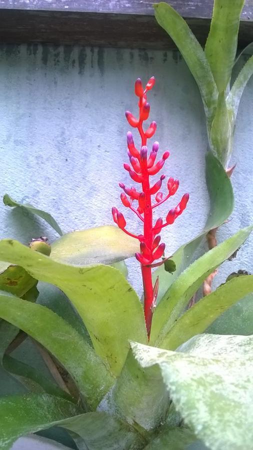 Pousada Brasil Tropical เบเซร์โฮส ภายนอก รูปภาพ